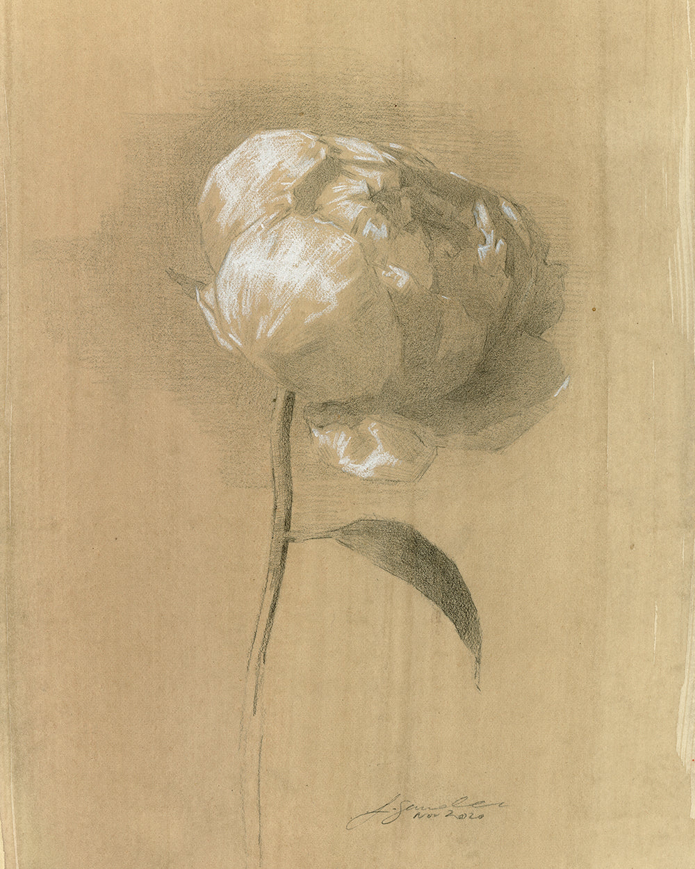 Stampa giclée di peonia I