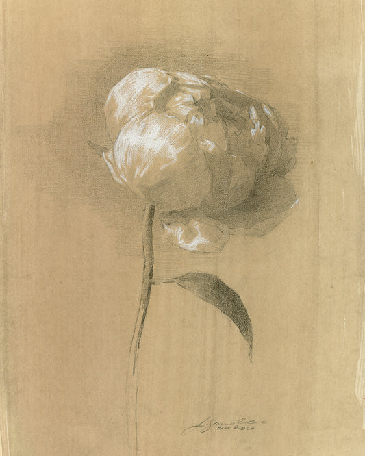 Impression giclée de pivoine I
