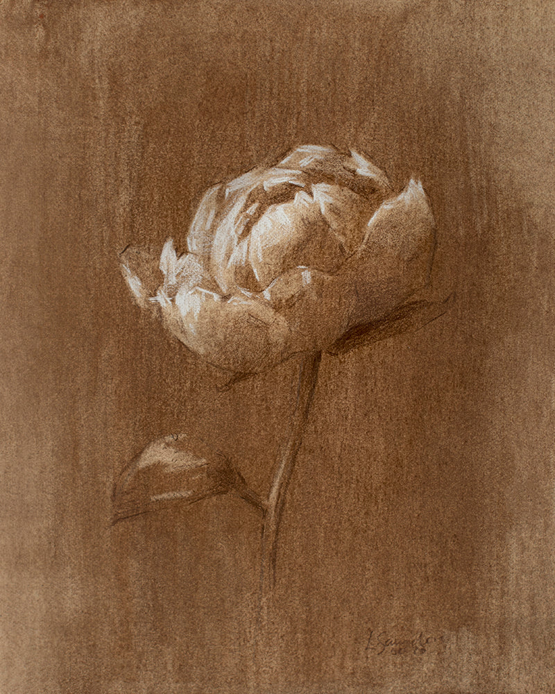Stampa artistica di peonia seppia II