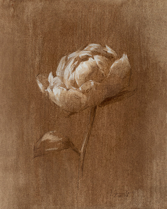 Impression d'art de pivoine sépia II