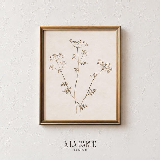 Minimal Botanical Wall Art, Sepia Plant Print, Antique Herbarium, Neutral Wildflower Printable, Vintage Floral Art, Abstract Botanical V131