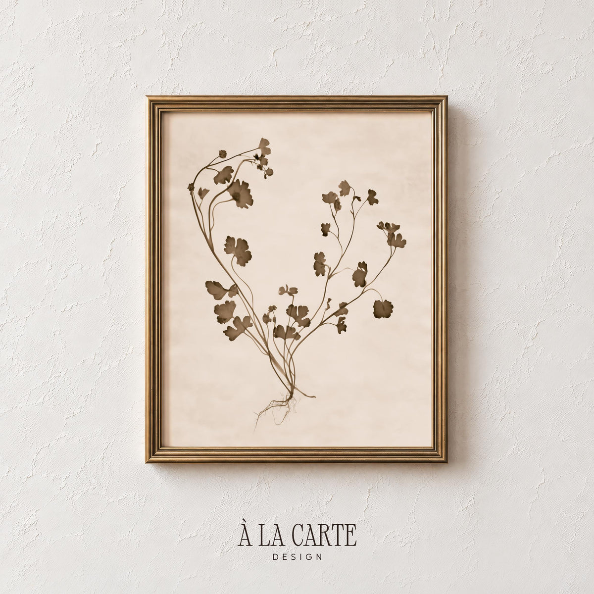 Delicate stem botanical picture for gallery wall — minimalist wildflower specimen in soft sepia-toned herbarium style