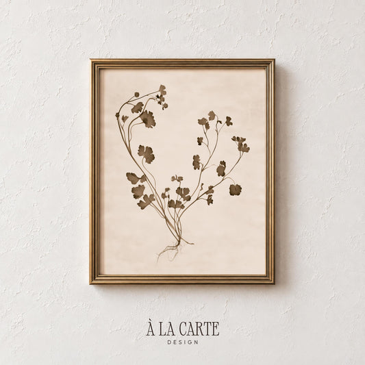 Delicate stem botanical picture for gallery wall — minimalist wildflower specimen in soft sepia-toned herbarium style