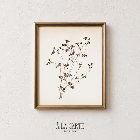 Minimalist botanical artwork for farmhouse entryway — pressed-flower herbarium print in warm sepia palette
