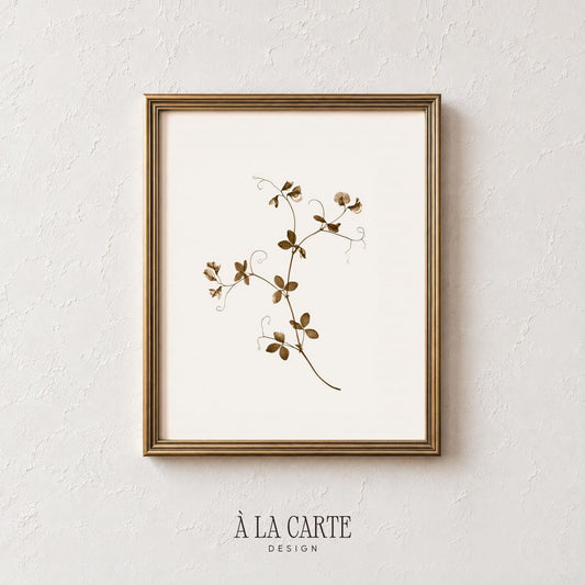 Delicate wildflower climbing plant poster for home — neutral botanical illustration with dainty flowers and vintage pressed-flower illustration charm