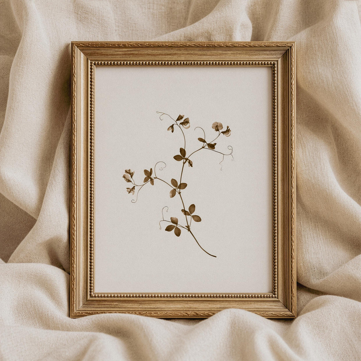 Minimalist herbarium-style picture with climbing tendrils — neutral botanical decor featuring dainty leaves and vintage antique quality