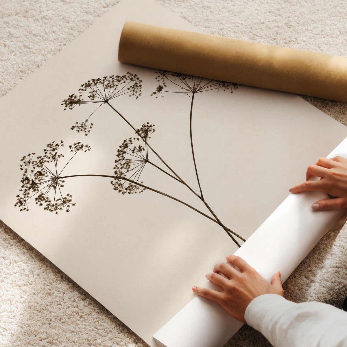 Botanical illustration wall print for entryway — pressed-flower style Queen Anne's lace with cottagecore rustic garden aesthetic