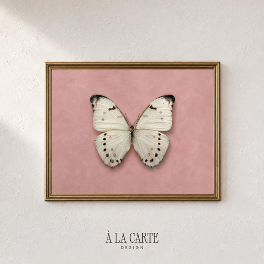 Botanical butterfly picture for gallery wall — romantic vintage specimen with muted dusty rose tones