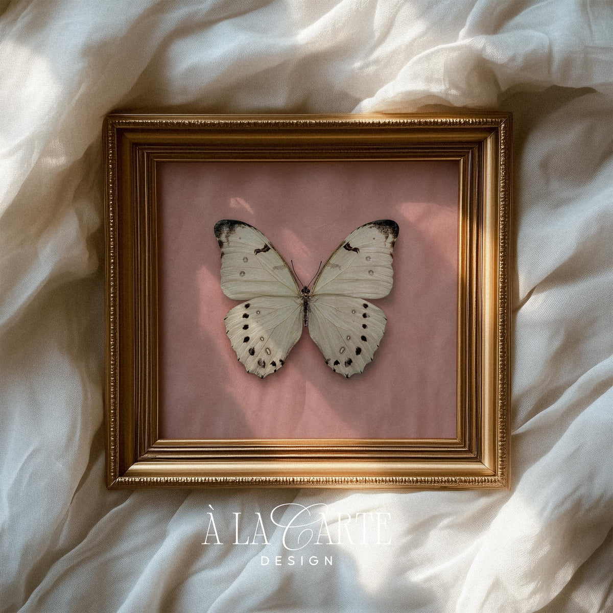 Antique-style butterfly artwork for feminine spaces — specimen illustration on aged pink paper background