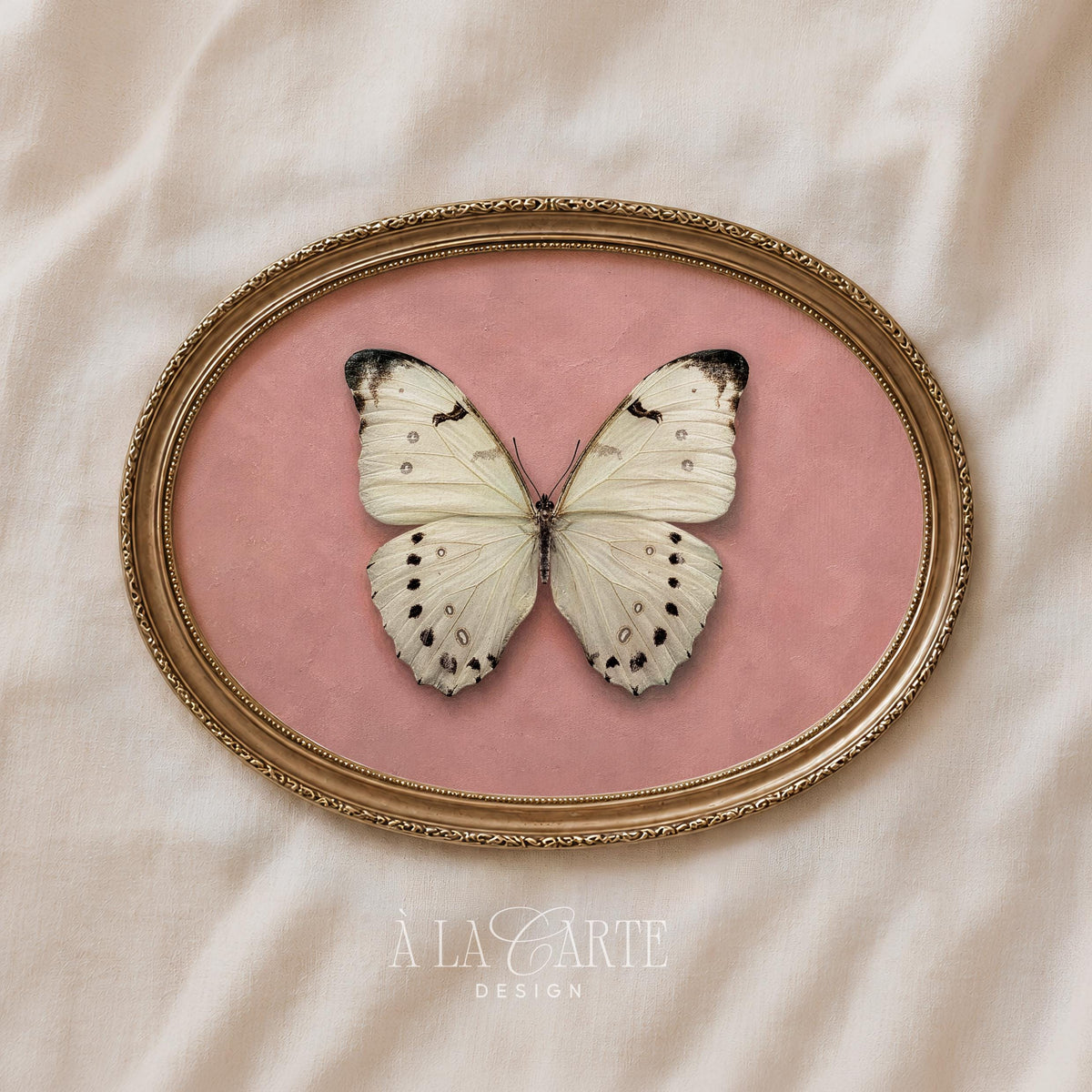 Delicate winged butterfly wall picture — romantic cottagecore print with vintage entomology specimen aesthetic