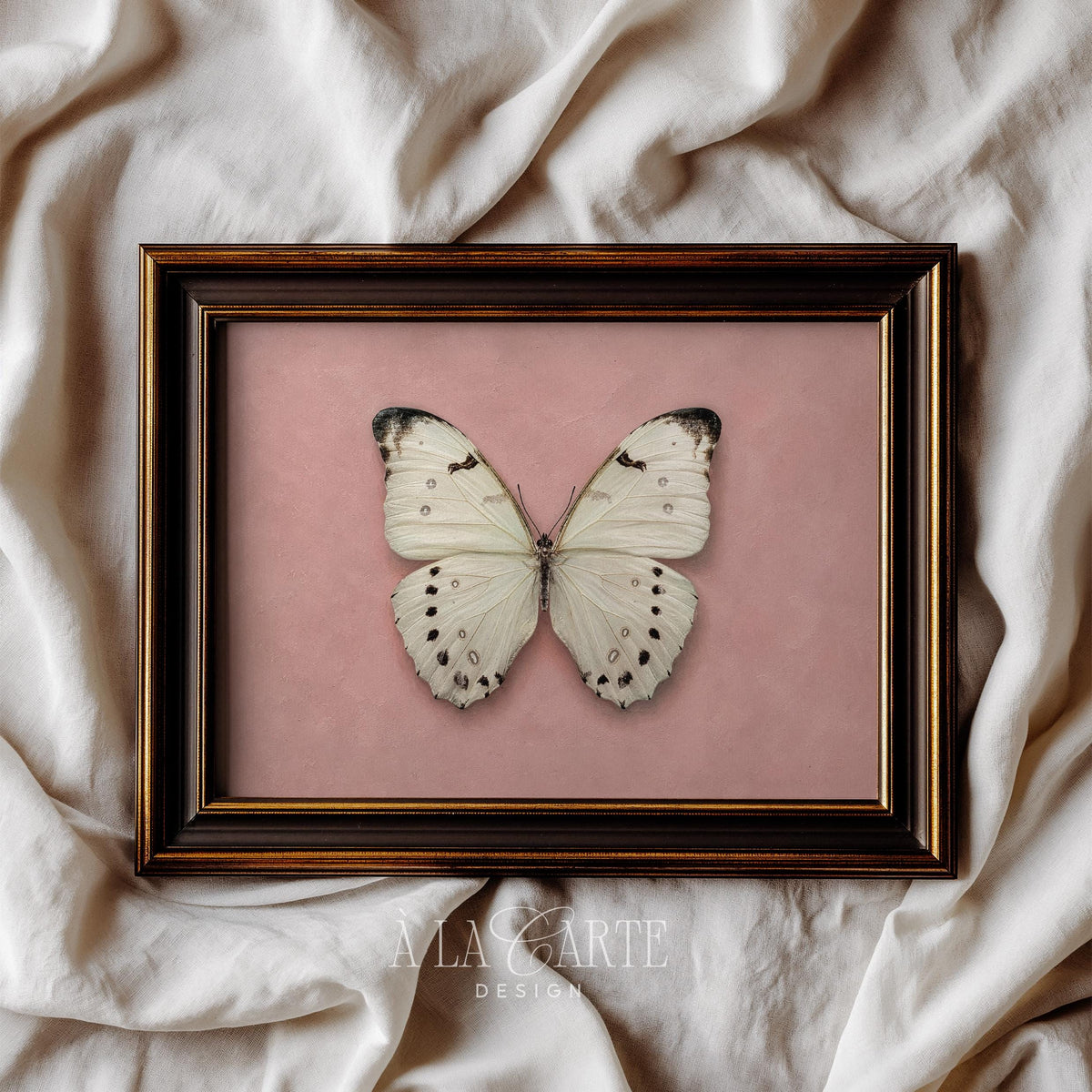 Delicate butterfly poster with black-tipped wings — cottagecore wall art for bedroom gallery display