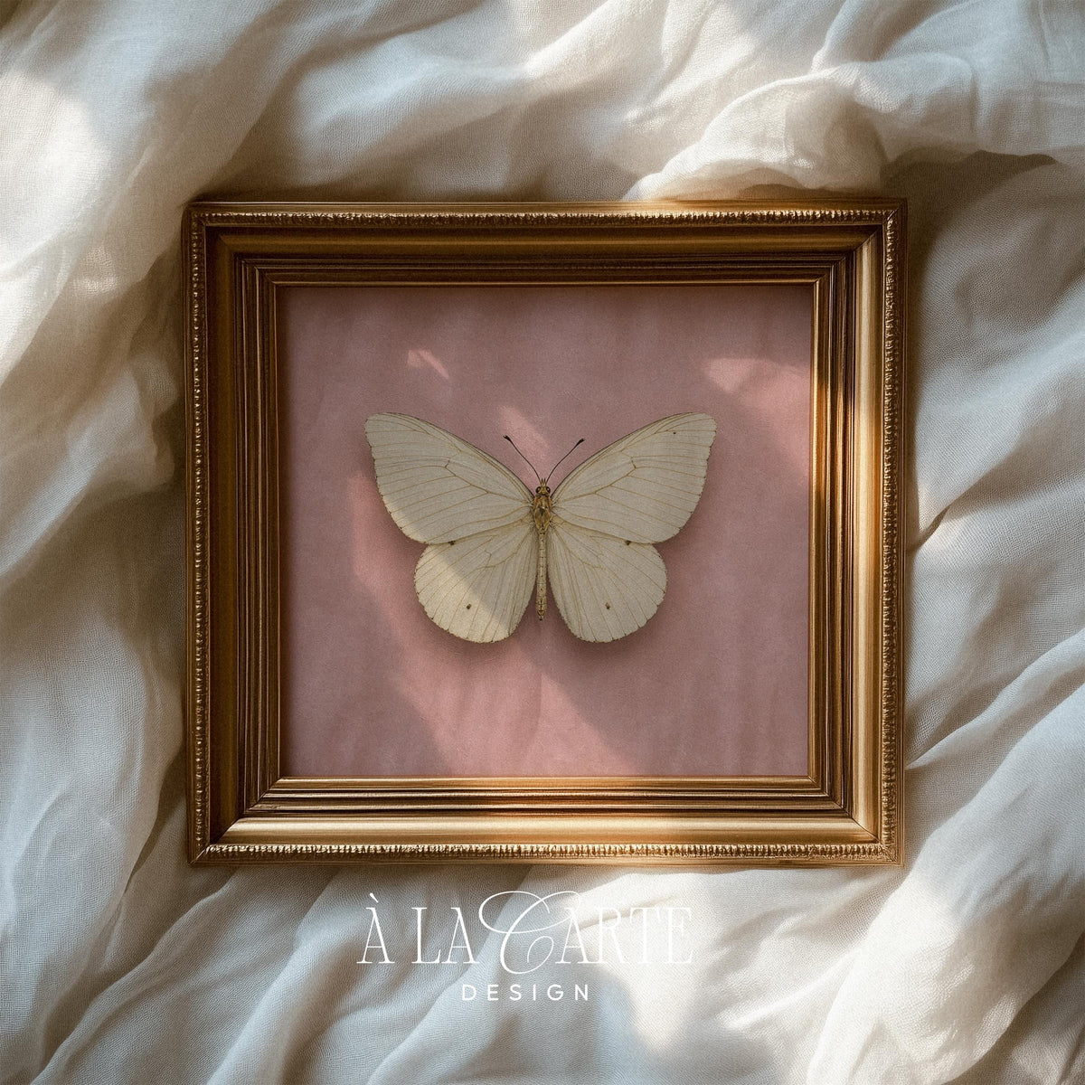 Cottage core butterfly wall art digital download — pale background detailed specimen illustration