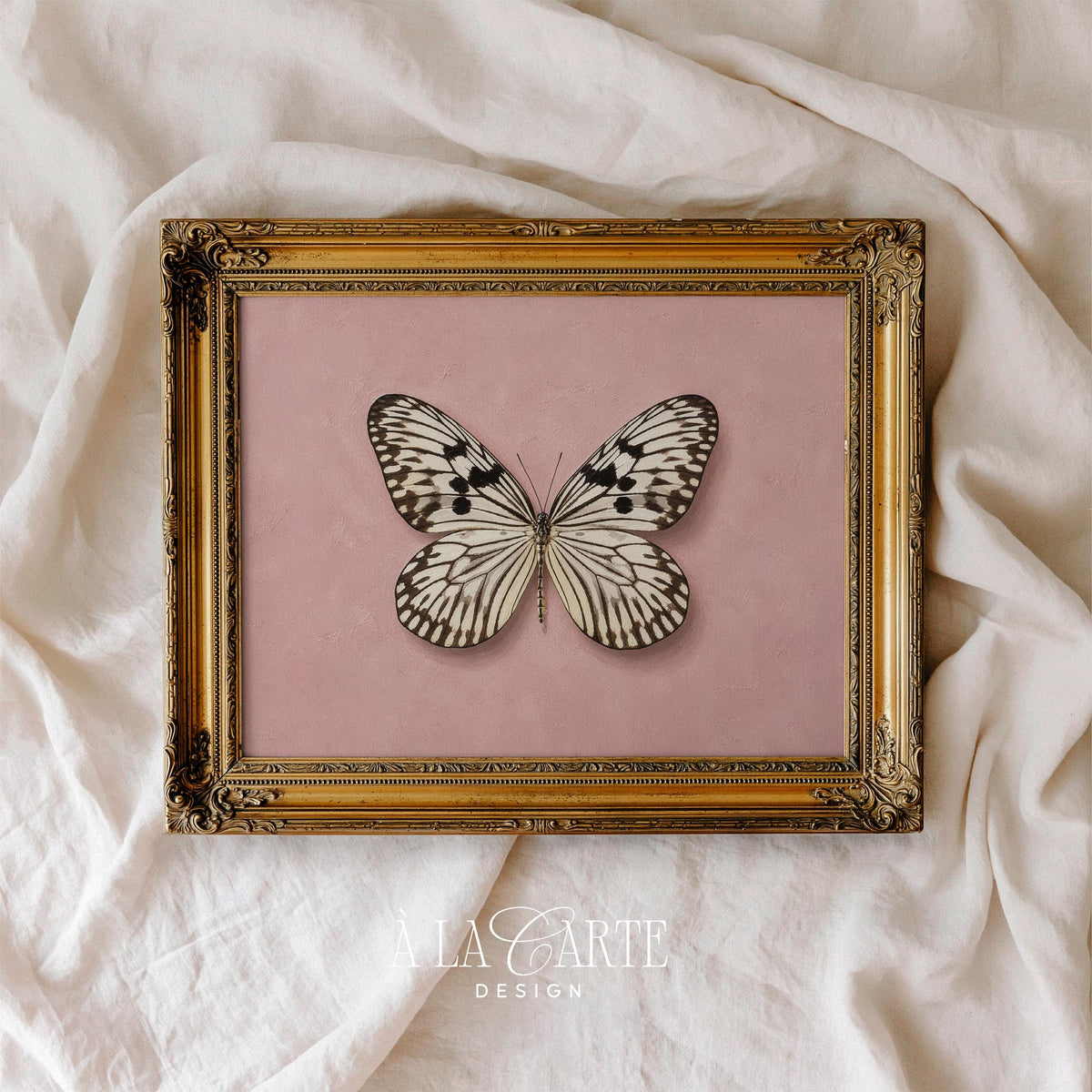Vintage specimen butterfly poster for gallery wall — cottagecore botanical art with matte finish detail