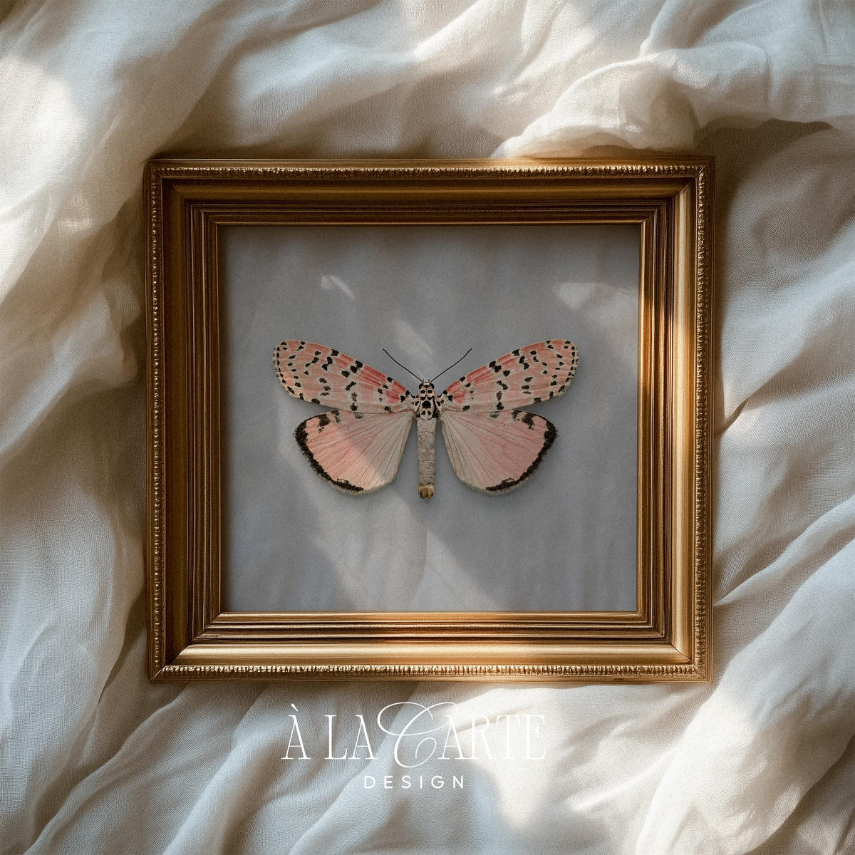 Antique entomology printable artwork — spotted moth illustration on dusty-blue background evoking classic naturalist documentation