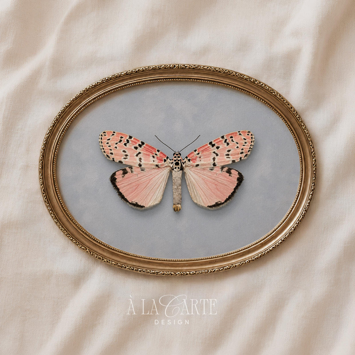 Botanical insect picture for nature lovers — fine detailed illustration featuring spotted pale wings and classic naturalist style
