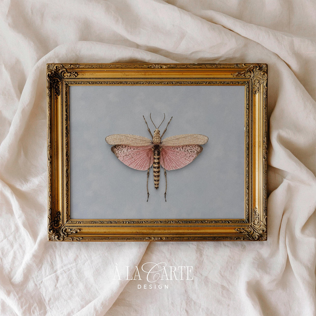 Vintage specimen illustration poster featuring symmetrical lepidoptera with refined linework