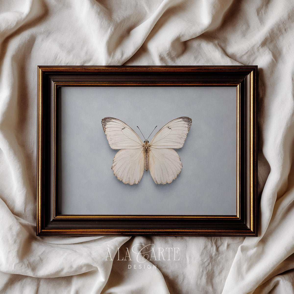 White butterfly printable art for bedroom — vintage specimen illustration with dusty blue background