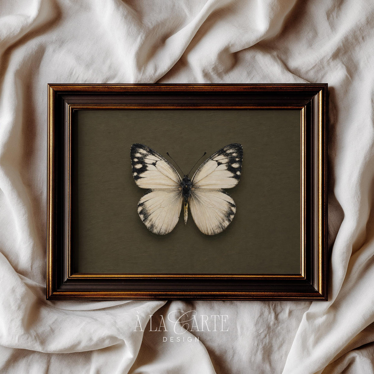 Historic specimen butterfly picture printable for bedroom — delicate pale wings with dark accent tips on forest-toned display