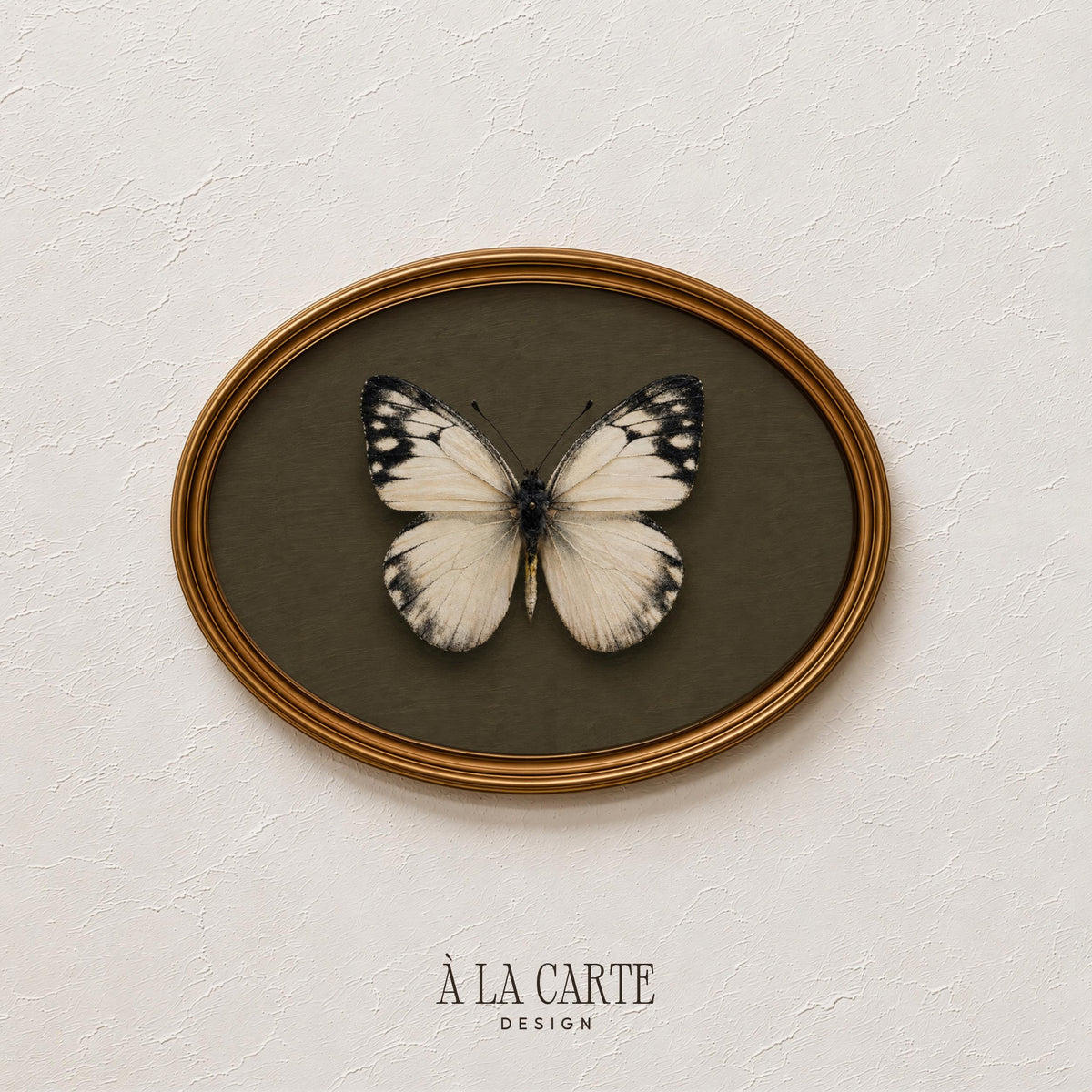 Antique butterfly instant download wall art — cream-bodied specimen with spotted wings on richly shadowed natural background