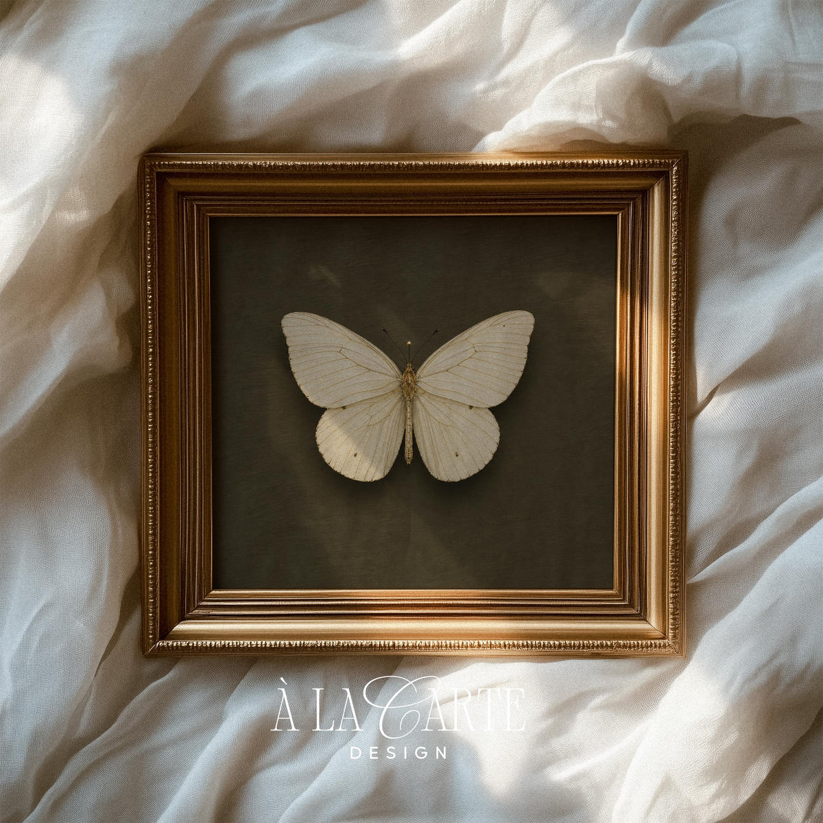 Pale-winged moth artwork printable for gallery wall — museum-quality specimen display with vintage charm