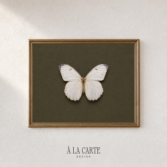 White butterfly printable art for bedroom — vintage specimen illustration on deep olive background