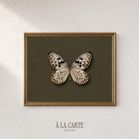 Delicate-winged insect printable artwork — vintage cabinet curiosity style with cream markings and refined specimen presentation