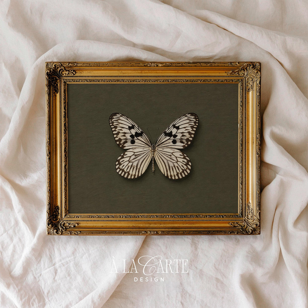 Antique butterfly specimen illustration wall print — detailed naturalist artwork evoking Victorian-era scientific collections