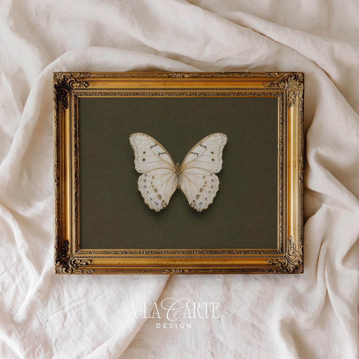 Classic insect drawing print — refined cottagecore specimen study with intricate wing patterns