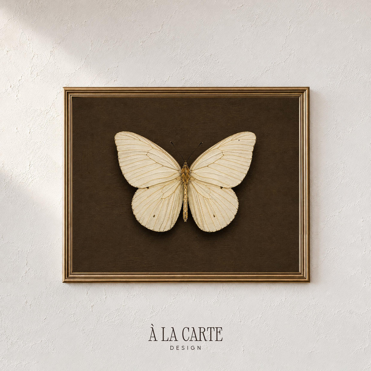 Vintage entomology poster for library — cream-winged butterfly with fine detail and dark curiosity-cabinet styling