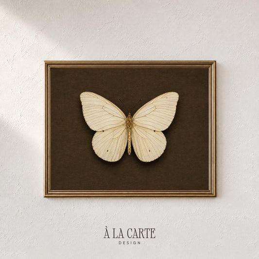 Vintage entomology poster for library — cream-winged butterfly with fine detail and dark curiosity-cabinet styling