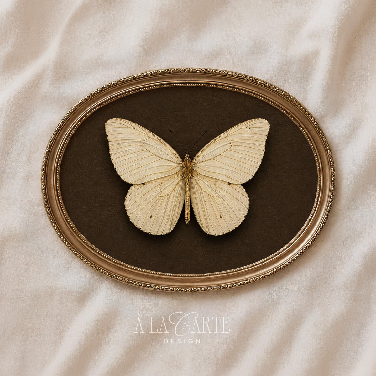 Antique specimen picture printable for office — pale butterfly with outstretched wings, refined rustic home decor