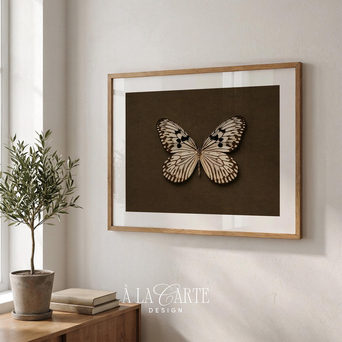 Antique insect illustration poster for study — delicate symmetrical wings with darkened veining