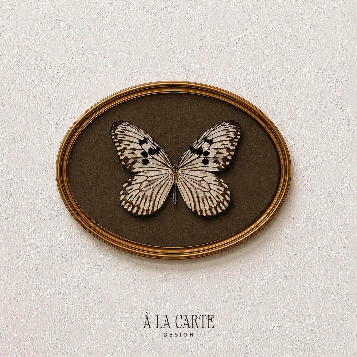 Natural history butterfly digital art print — moody preserved specimen style on warm background