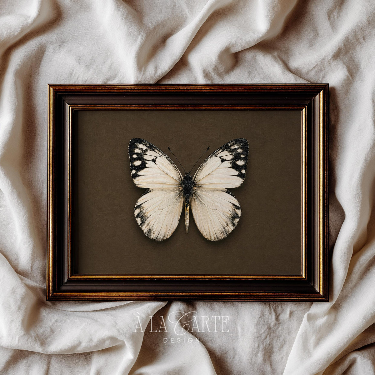 Botanical specimen picture for farmhouse — cream butterfly with black-speckled details and earthy tones
