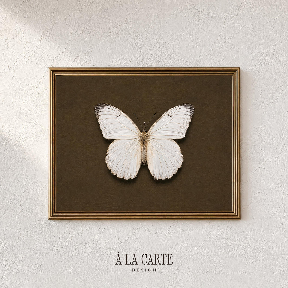 Lepidopteran specimen picture instant download for study nook — moody antique naturalist rendering on rich aged background