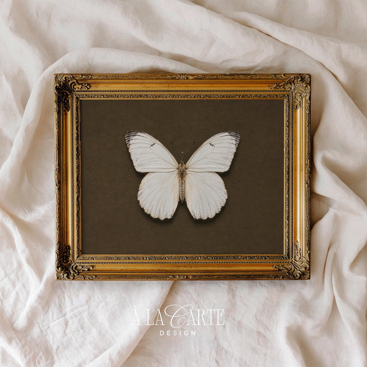 White butterfly printable art for study — vintage specimen illustration with olive-brown aged parchment background