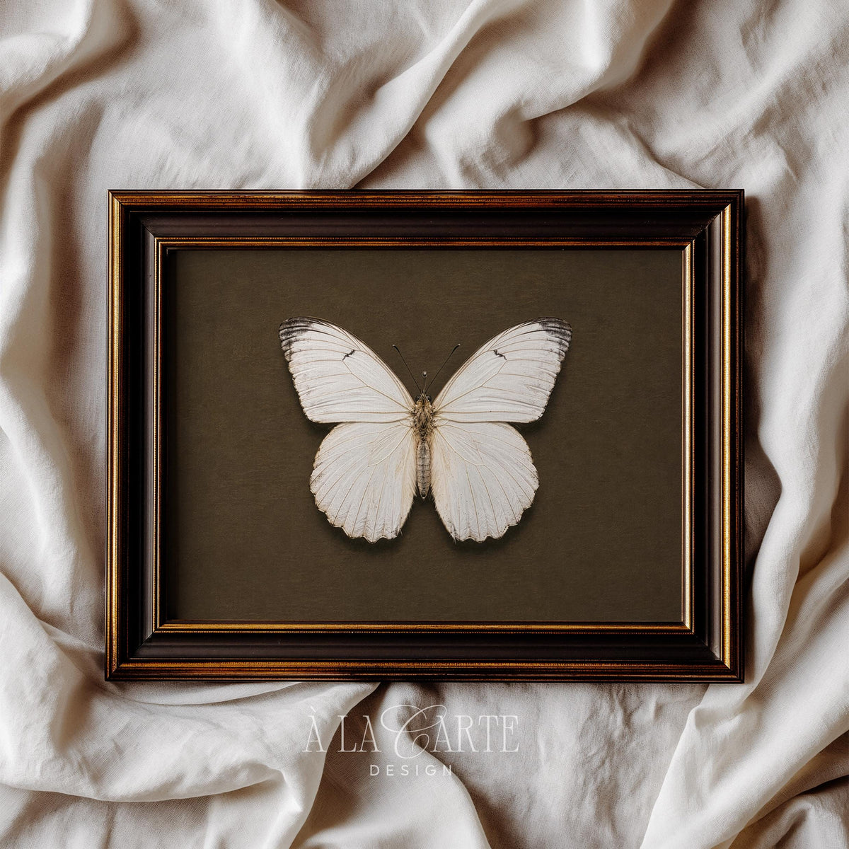 Classic butterfly illustration art print for den — antique specimen study with fine linework and earthy moody palette