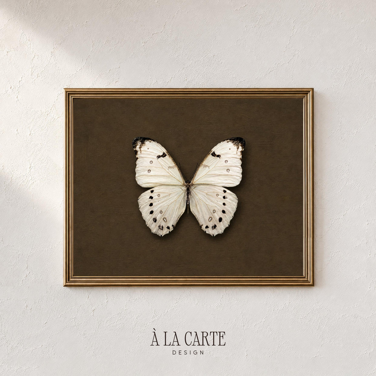 Natural history insect art instant download — refined vintage pose with moody background perfect for gallery walls