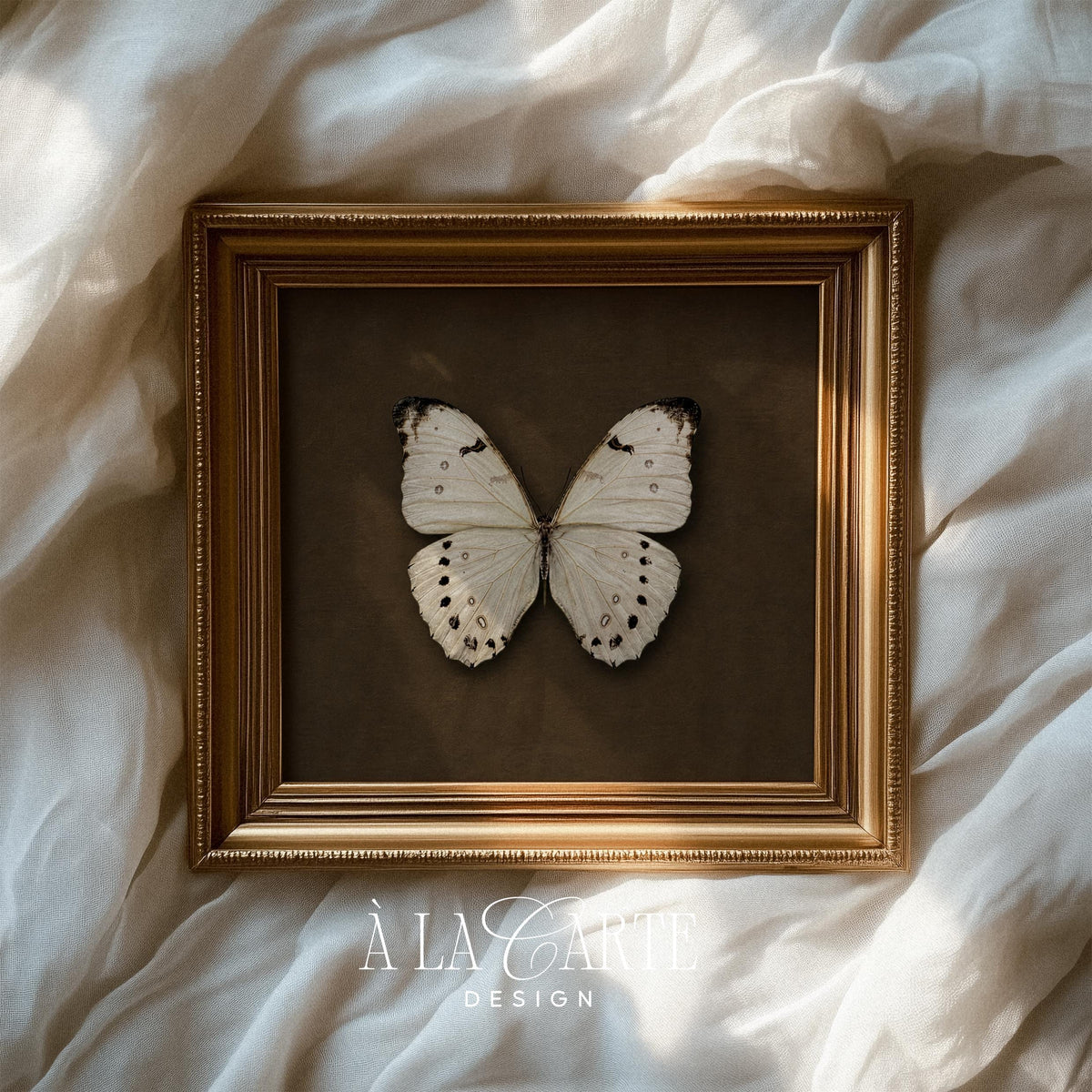 Moth artwork instant download for study — vintage entomology inspired with cabinet-of-curiosities presentation