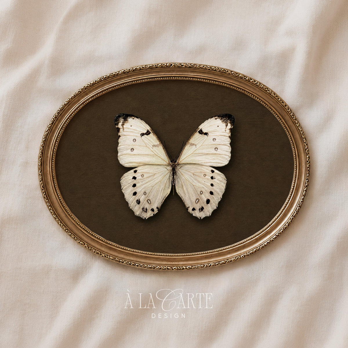 Lepidoptera wall decor instant download — vintage specimen pose with deep brown museum-quality mounting