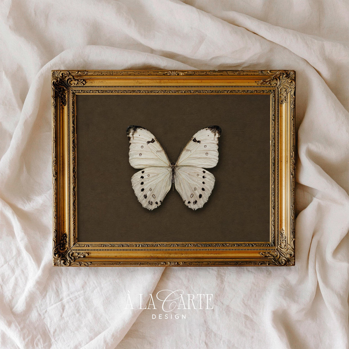 White butterfly printable art for study — vintage naturalist specimen illustration with moody brown background