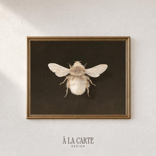Entomology-inspired bee artwork for library — vintage natural history illustration on deep background