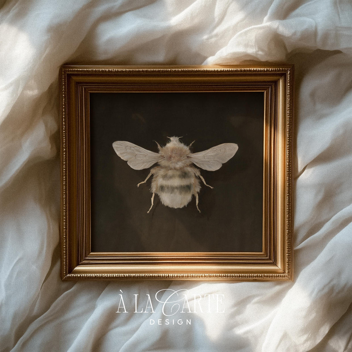 Naturalist bee artwork digital print for library — moody dark academia illustration with isolated specimen presentation
