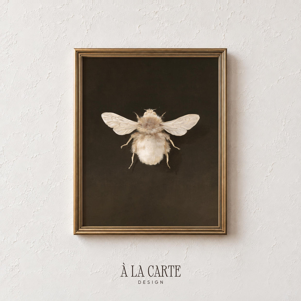 Naturalist insect poster digital print for library — detailed bee specimen with translucent wings and vintage museum aesthetic