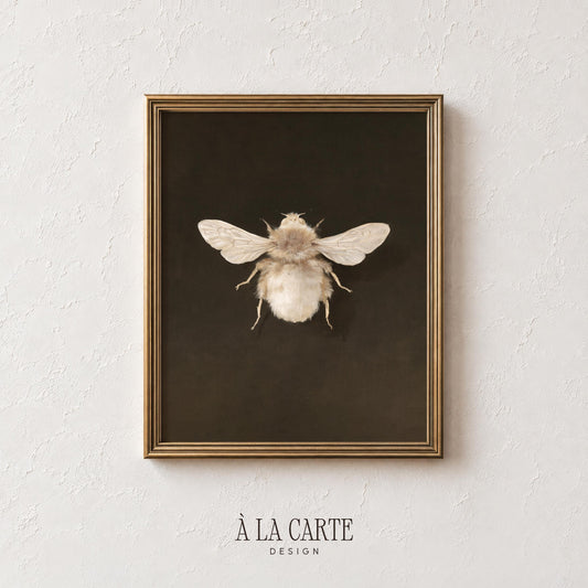 Naturalist insect poster digital print for library — detailed bee specimen with translucent wings and vintage museum aesthetic