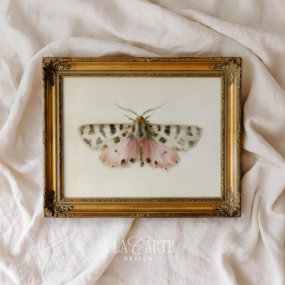 Vintage naturalist poster featuring moth — pale pink and cream palette with old-paper aesthetic and charm