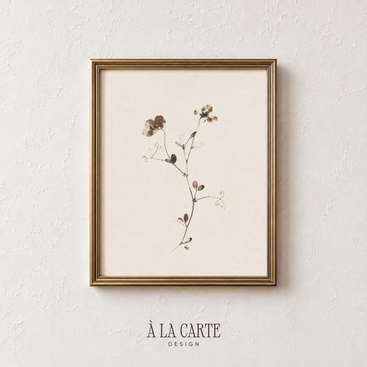Cottage-style botanical print for kitchen — soft sepia tones with nature-inspired simplicity