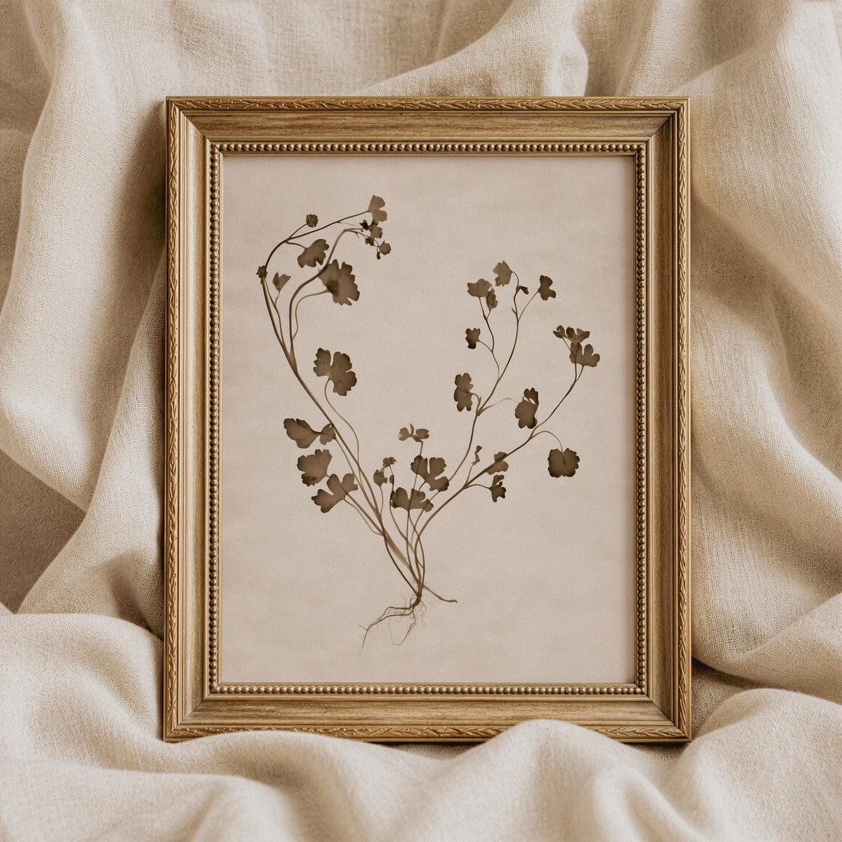 Pressed botanical specimen picture for study — muted earth-tone herbarium illustration with airy composition