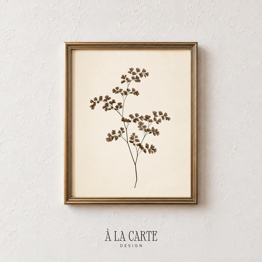 Vintage plant specimen wall art for dining room — botanical line illustration evoking pressed flower aesthetic