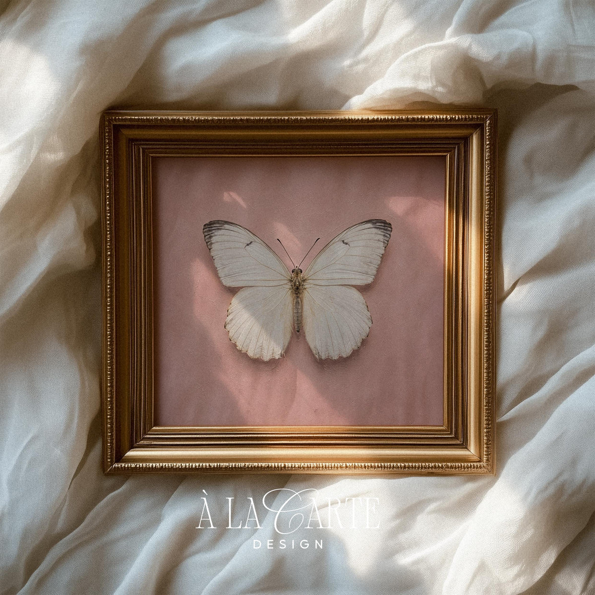 Vintage specimen butterfly printable art — cottagecore botanical style with airy aesthetic